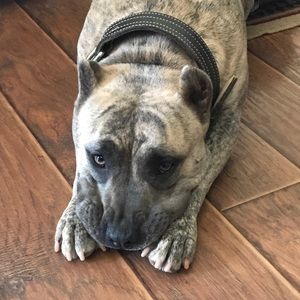 Meet your Posher, Torrey